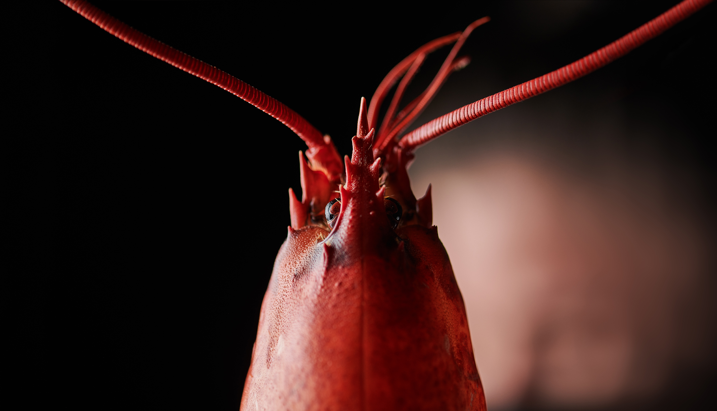 food_lobster_pomeroy_2